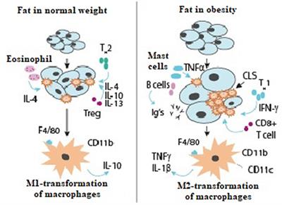 Vitamin D Insufficiency in Overweight and Obese Children and Adolescents